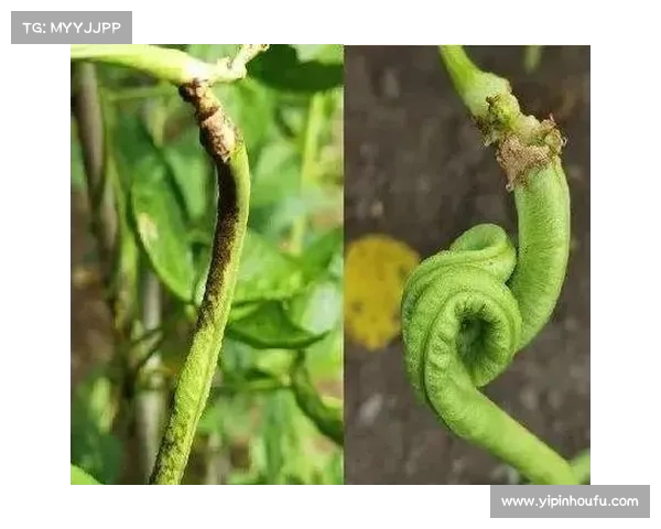 提高高地红石榴产量的十种有效方法及其实施策略 提高高地红石榴产量的十种有效方法及其实施策略